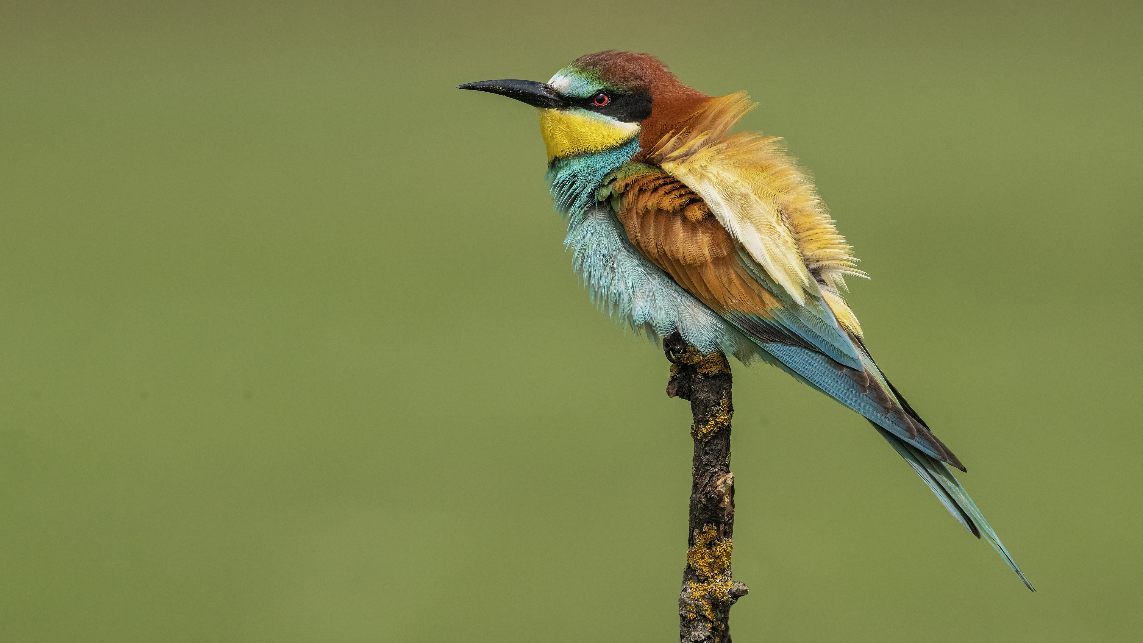 European Bee-eater — Ana fotoğraf